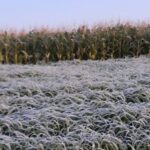 Lorem Ipsum 8 Lorem Ipsum Lorem Ipsum Lorem Ipsum